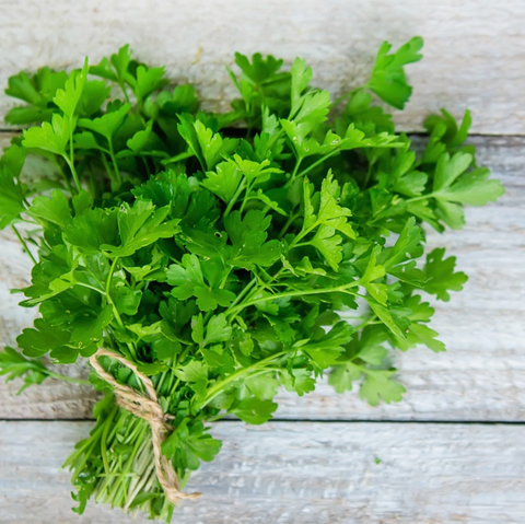 Cilantro
