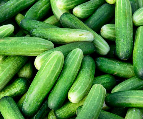 Cucumber