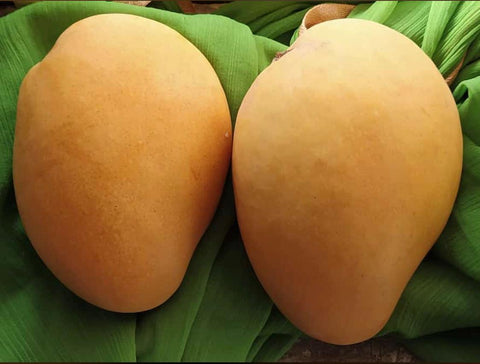 Banganpalli/Benishan Mangoes