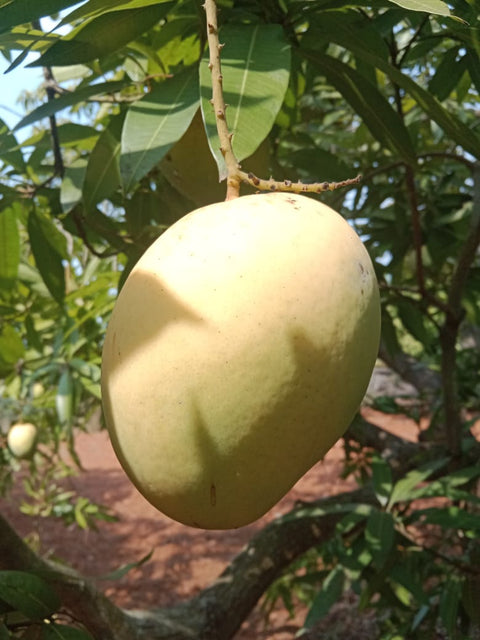 Banganpalli/Benishan Mangoes